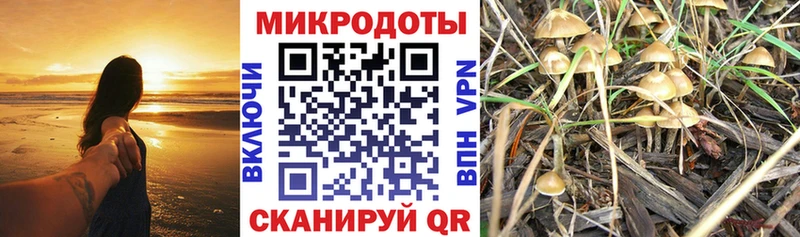 Псилоцибиновые грибы Psilocybe  Кудымкар 